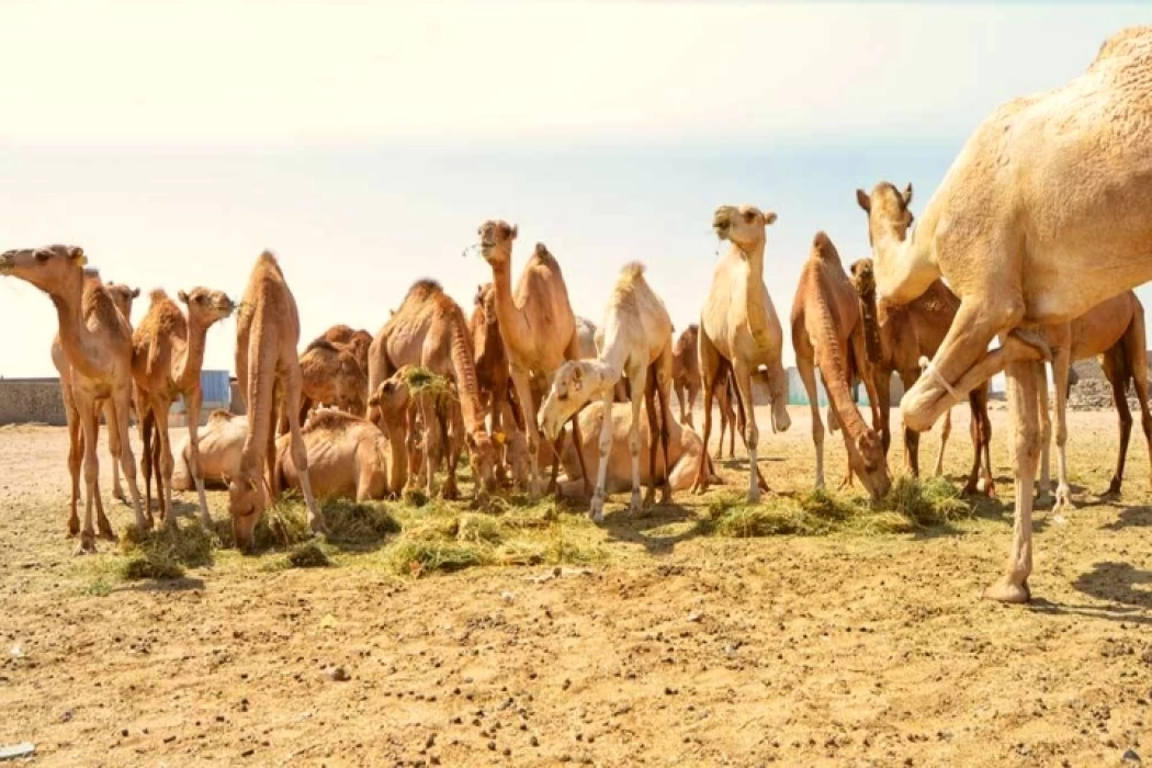 Halayeb et Shalateen Égypte